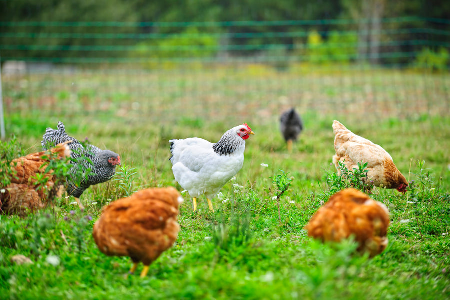 6 Reasons Why Free Range Meat is Better for Your Body