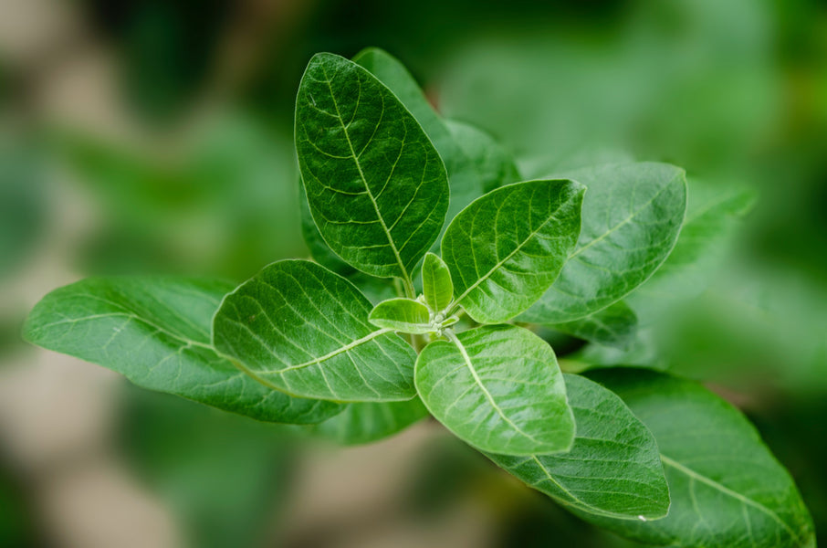 Discover the Thyroid, Brain and Muscle Benefits of Ashwagandha