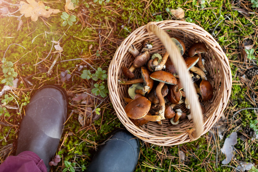 Foraging is More Than a Trend: It's a Better Way to Eat