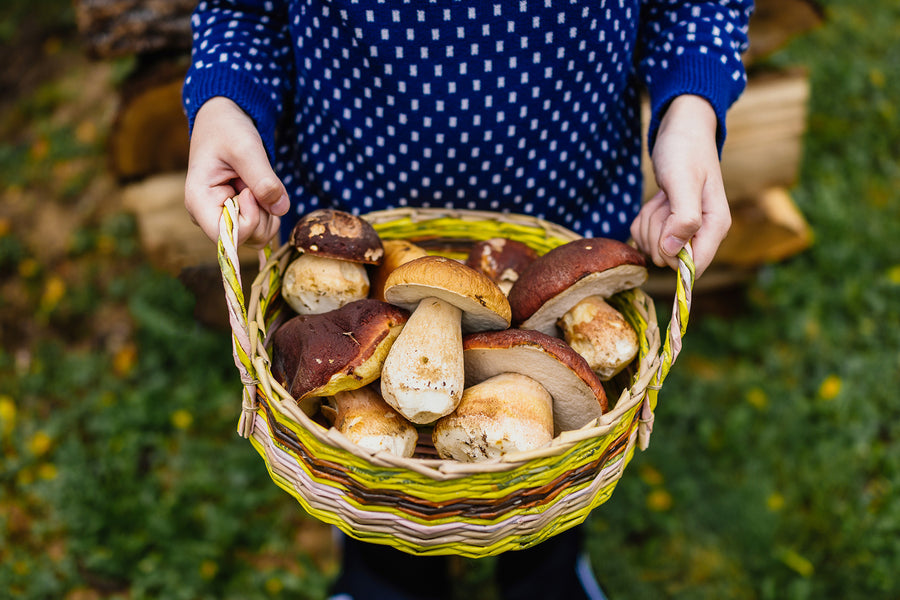 Mushrooms: The Superfoods no One's Talking About!