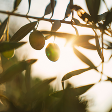 Load image into Gallery viewer, The Immortal Olive Oil
